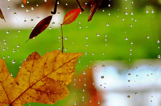 谷雨节气能种什么农作物 谷雨之后是什么节气