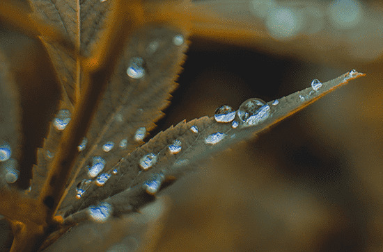 北方梅雨季节是什么时候 关于梅雨季节的诗词