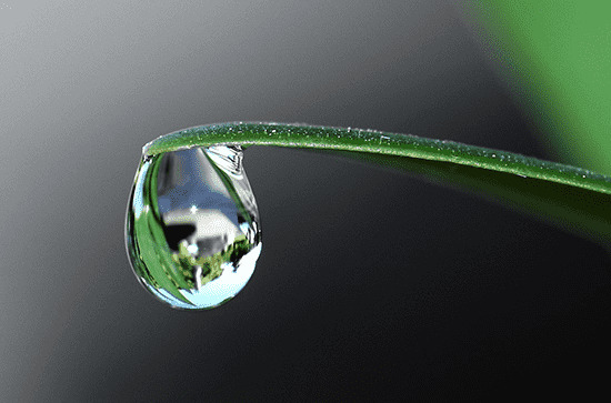 谷雨节气可以做哪些事情 谷雨节气吃香椿的由来