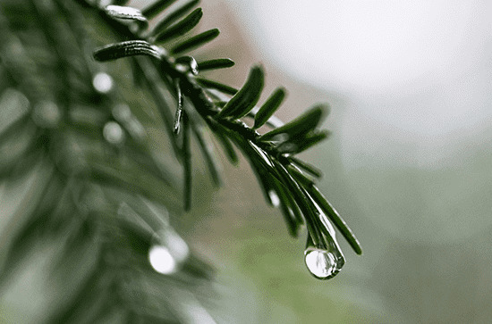梅雨天气有什么特点 梅雨季节形成的原因