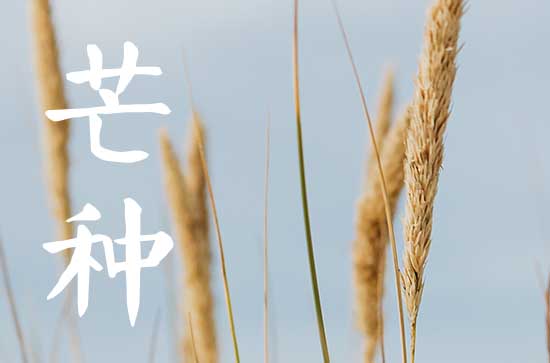 芒种到来需要注意哪些   芒种节气养生小贴士