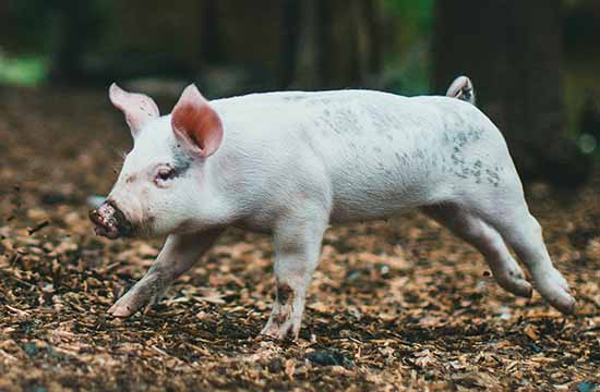 属猪人2024年犯桃花吗   桃花劫发生在几月