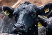 2024年生肖牛最佳看医生吉日一览 2024整年属牛看医生最佳吉日
