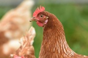 属鸡最佳结婚吉日2024年 2024年属鸡结婚吉日一览表