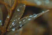 北方梅雨季节是什么时候 关于梅雨季节的诗词