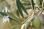小满节气吃的苦菜是什么菜  适合小满节气吃的食物